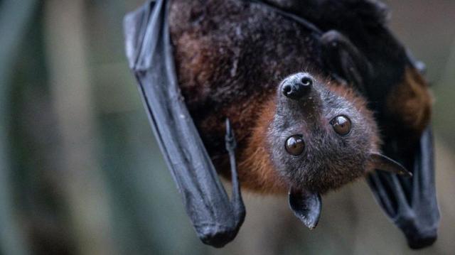 21c83eccc0ccc83d7700395690620677