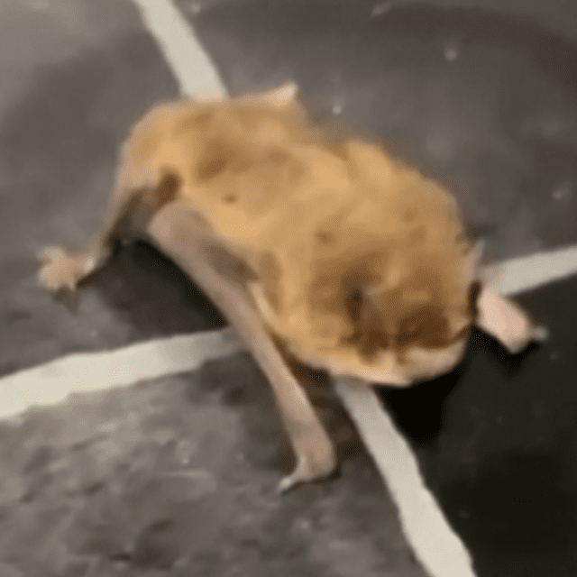 61fe926153f67f90ba8c13b39bcaaba5