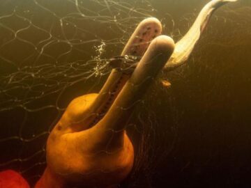 0cece3528b47c4fe18a3ffc9cf8fa3eb