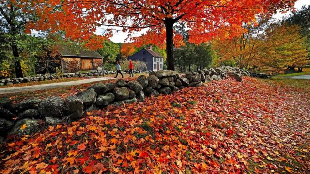 Тайна природы: почему осенью листья становятся яркими 2 8b754b11eddc722271a2b1084480903f