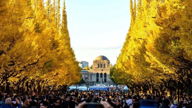 Тайна природы: почему осенью листья становятся яркими 4 ee57dc08062fcf2919cb273795b5e03d