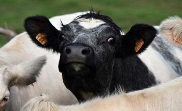 678758d7cbf276bdee3a117c494c30ec