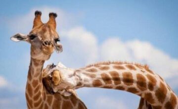 aabb09826638cfd8f0b95ab492faecde