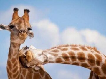 aabb09826638cfd8f0b95ab492faecde