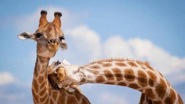 Кто главные моногамисты на Земле? Новое исследование удивит 1 aabb09826638cfd8f0b95ab492faecde