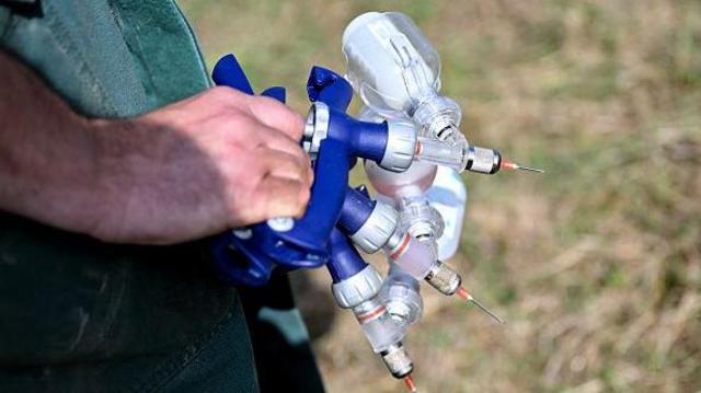 «Синий язык» снова в Европе. Что это за вирус и кома? угрожает 5 ca9980a636629730197846c8e15808a5