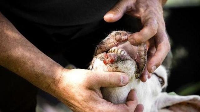 «Синий язык» снова в Европе. Что это за вирус и кома? угрожает 3 ebcf0b6d0189d7348d636aad8c13b5d7