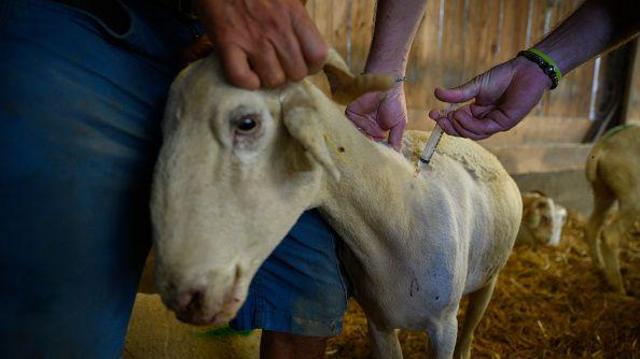 f06b6642dbb8f75a70b776ee56fb51e8