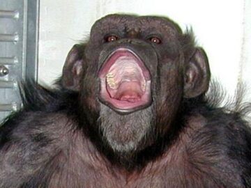 77a95b0942c9662598bf9ddfaa6bab62