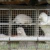 Из-за мутации коронавируса уничтожат 17 млн норок 2 0c865ea3bfae3ca1be103f0eb978bd39
