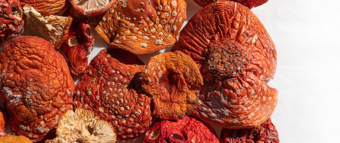 dry fly agaric mushrooms background 705804 1087