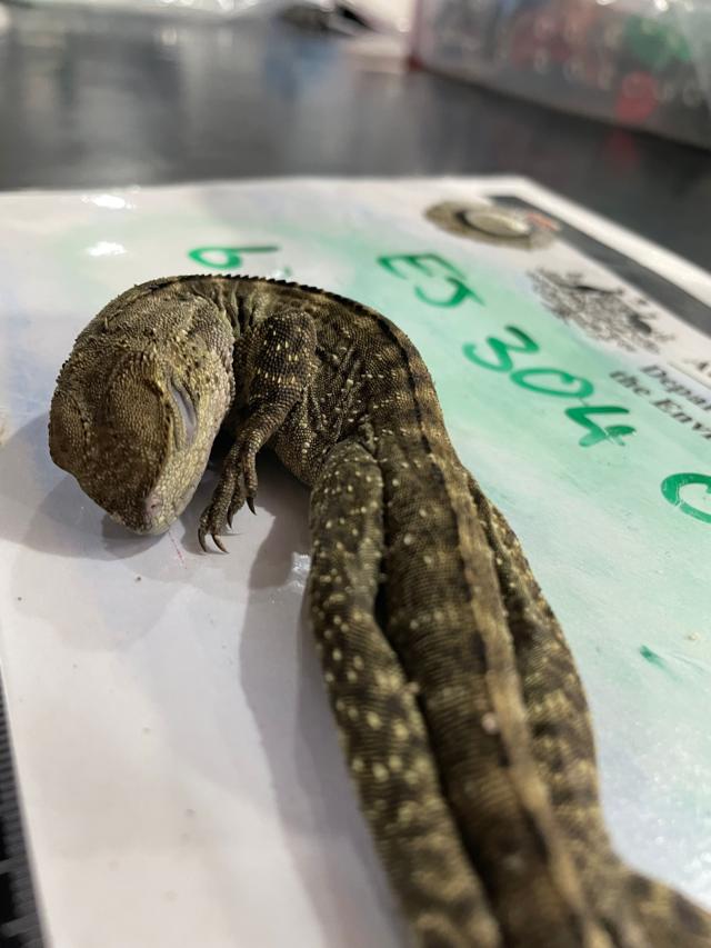 Лягушки в посылках и ящерицы в носках. Как секретно торгуют дикими животными 4 1ea4464e2043c00ec10b889c9837ab45