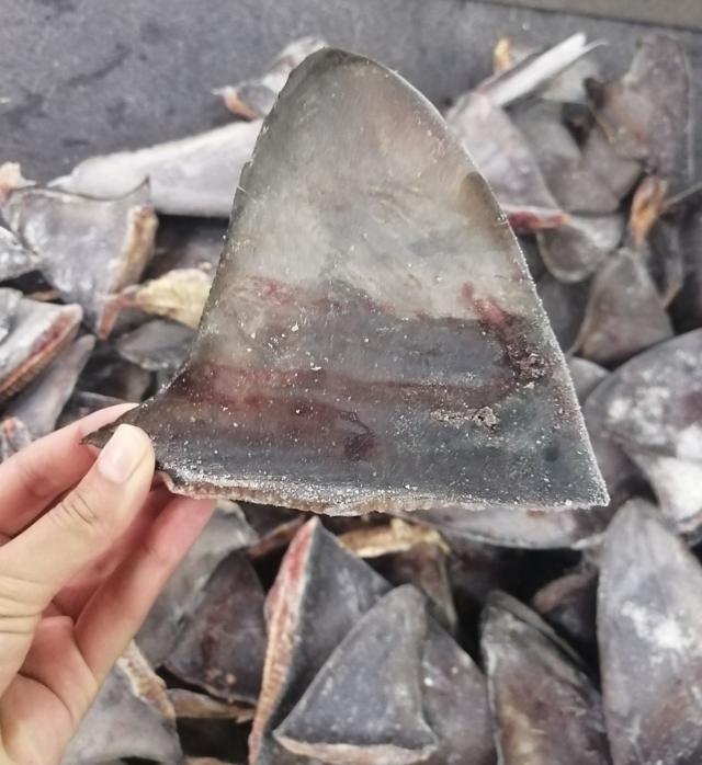 Лягушки в посылках и ящерицы в носках. Как секретно торгуют дикими животными 6 368e82d3054caf9f162d7ddfd48a2765