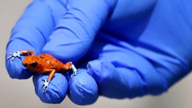 Лягушки в посылках и ящерицы в носках. Как секретно торгуют дикими животными 1 6b6469225a44ab07239b161770ae875f