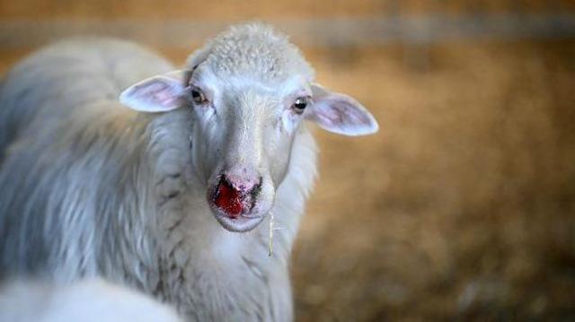 aa4916889703a7290e4e2cebbb606ecf